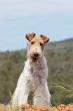 FOX TERRIER 276